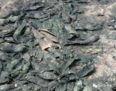 衢州農(nóng)貿(mào)城這一幕,簡(jiǎn)直沒(méi)眼看!