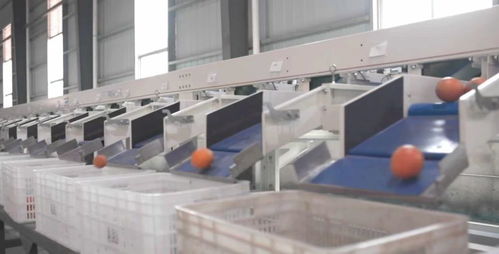 菜鳥物流科技下鄉 江西尋烏農產品進城 快遞進村 上新 自動化