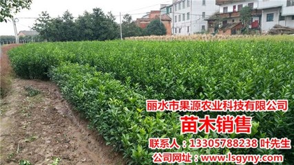 水蜜桃苗種植,果源農業誠信敬業,衢州水蜜桃苗