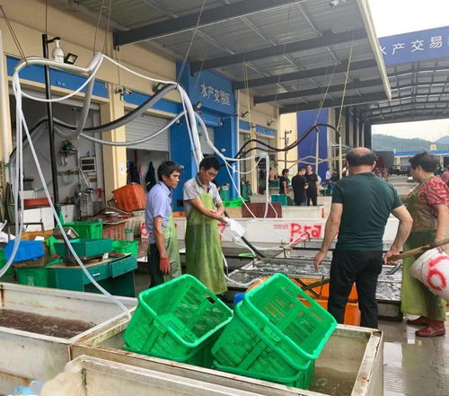 開業半個月,海吉星城農副產品批發市場是一番怎樣的景象